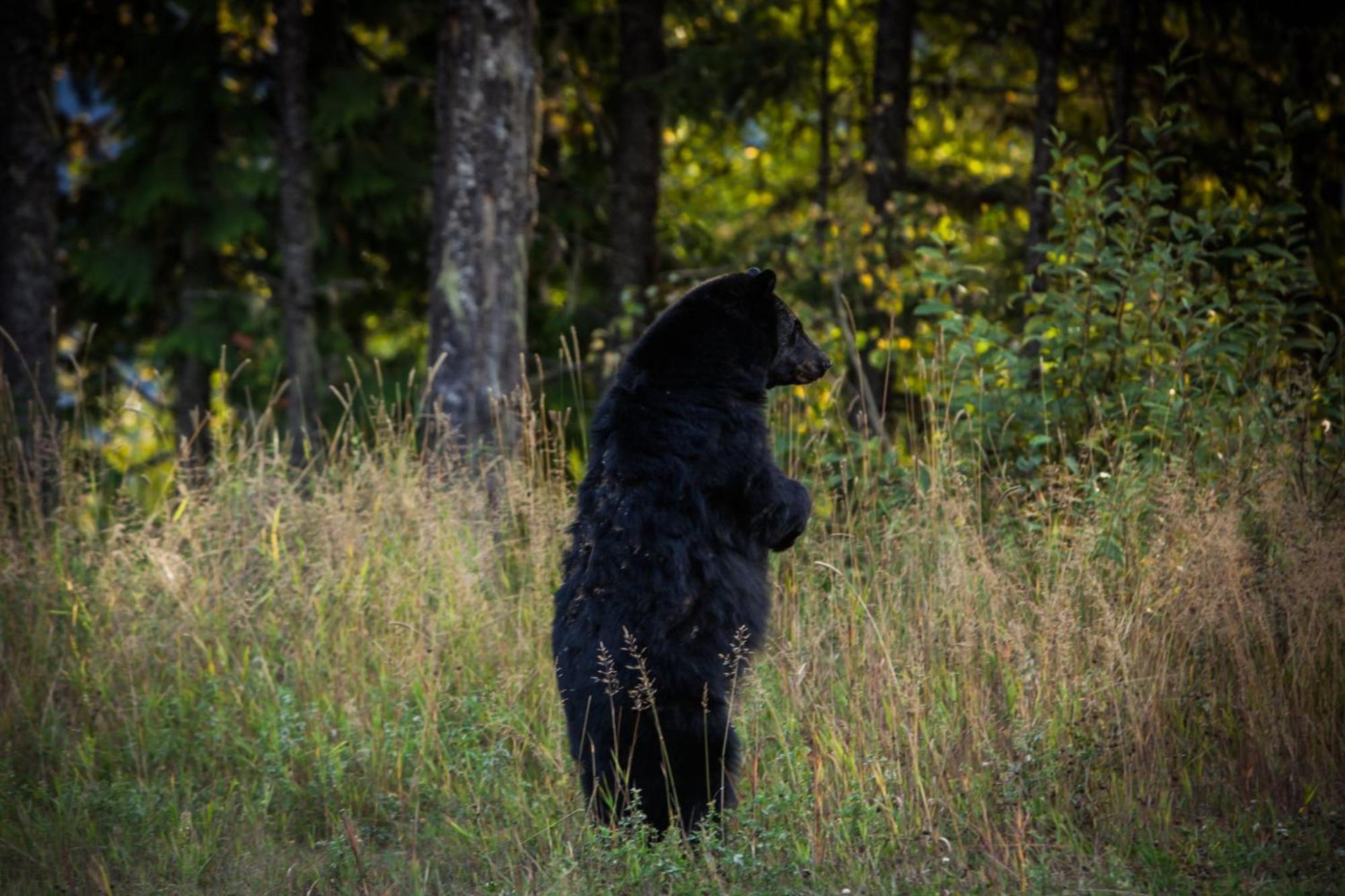 Villa Bison *