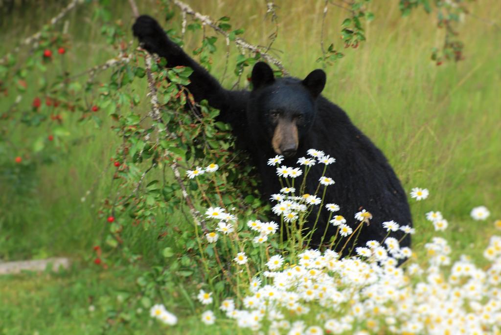 Bed & Breakfast Mulvehill Creek Wilderness And Wedding Chapel Revelstoke